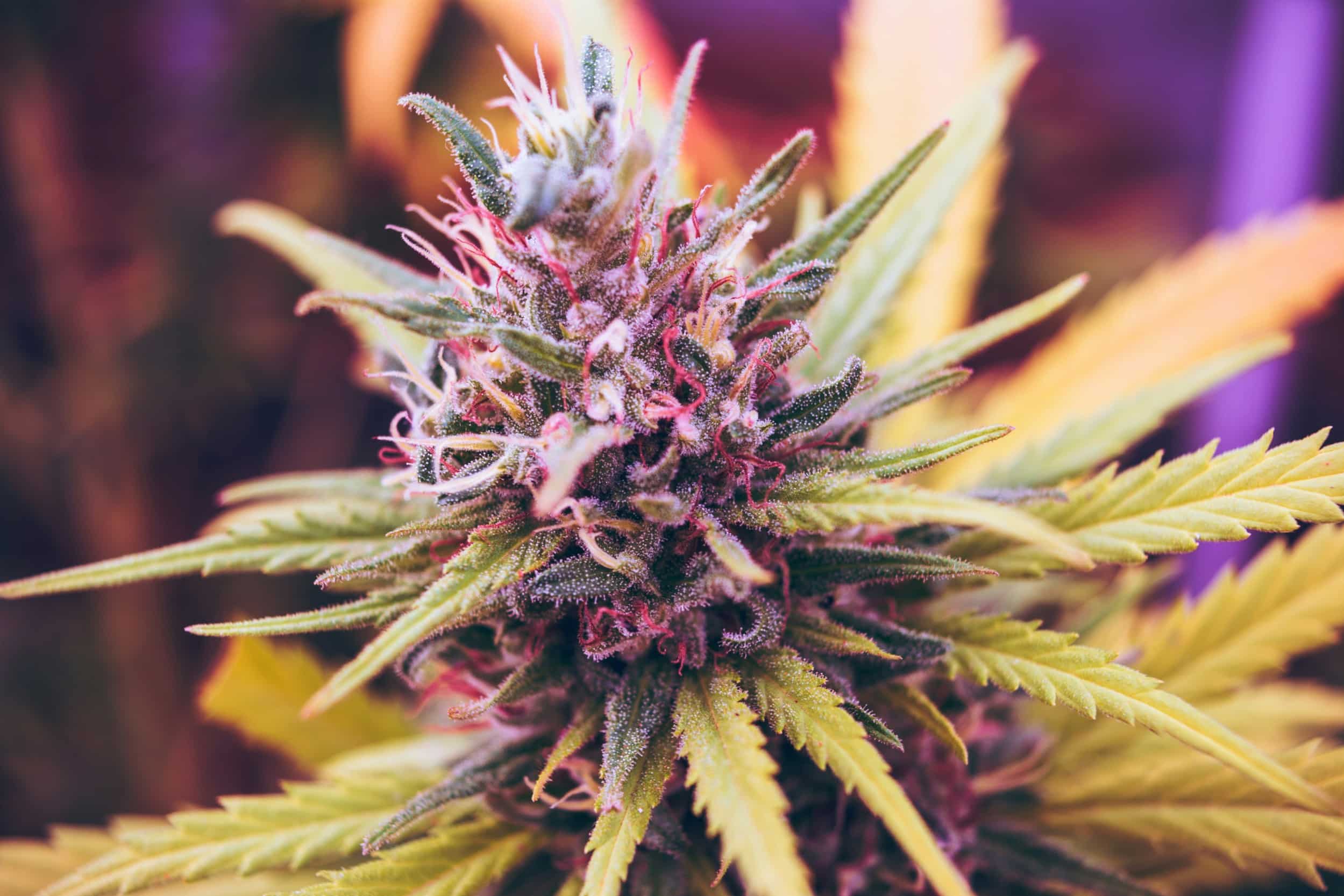 Cannabis Security and Fire Alarm in NJ Cannabis Security and Fire Alarm in NJ